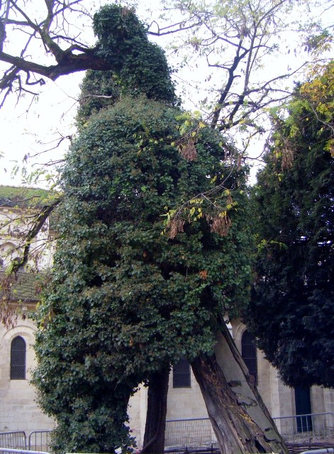 Le-plus-vieil-arbre-de-Paris