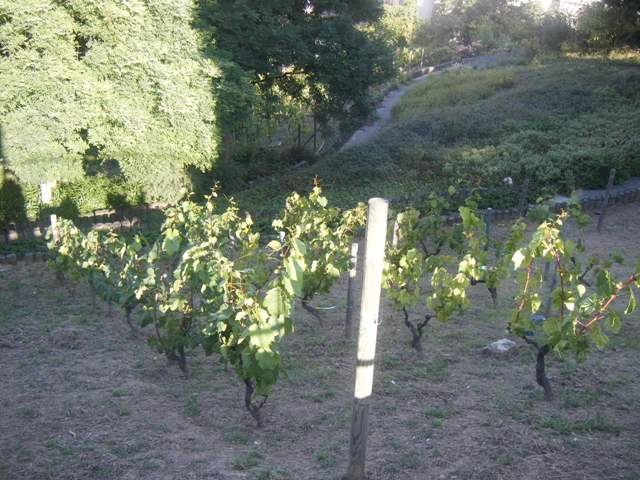 Vignes Bergeyre