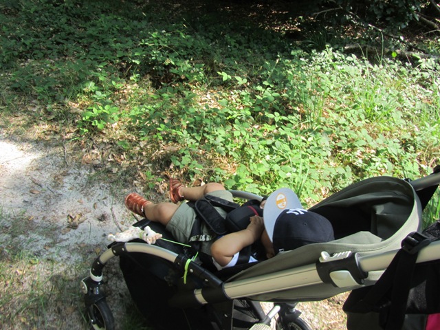 BALADE EN FORET DE FONTAINEBLEAU