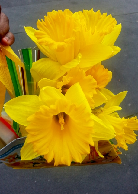 Une jonquille pour Curie