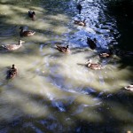Jardin des Plantes Toulouses
