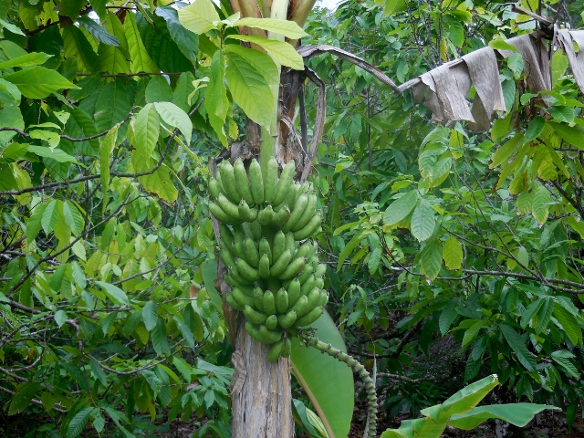 République Dominicaine