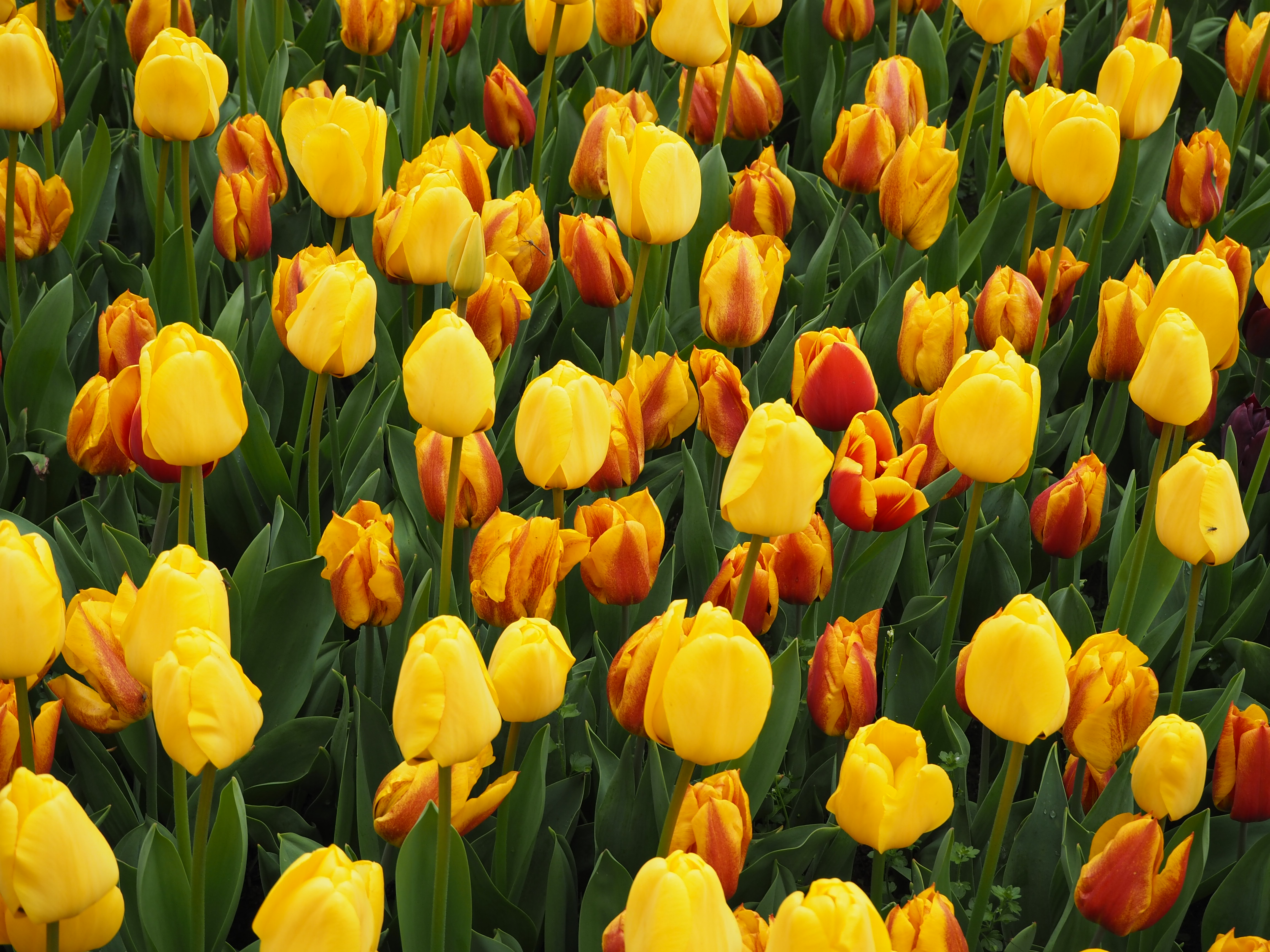 La Fête des Tulipes Parc de le Légion d'honneur à Saint-Denis