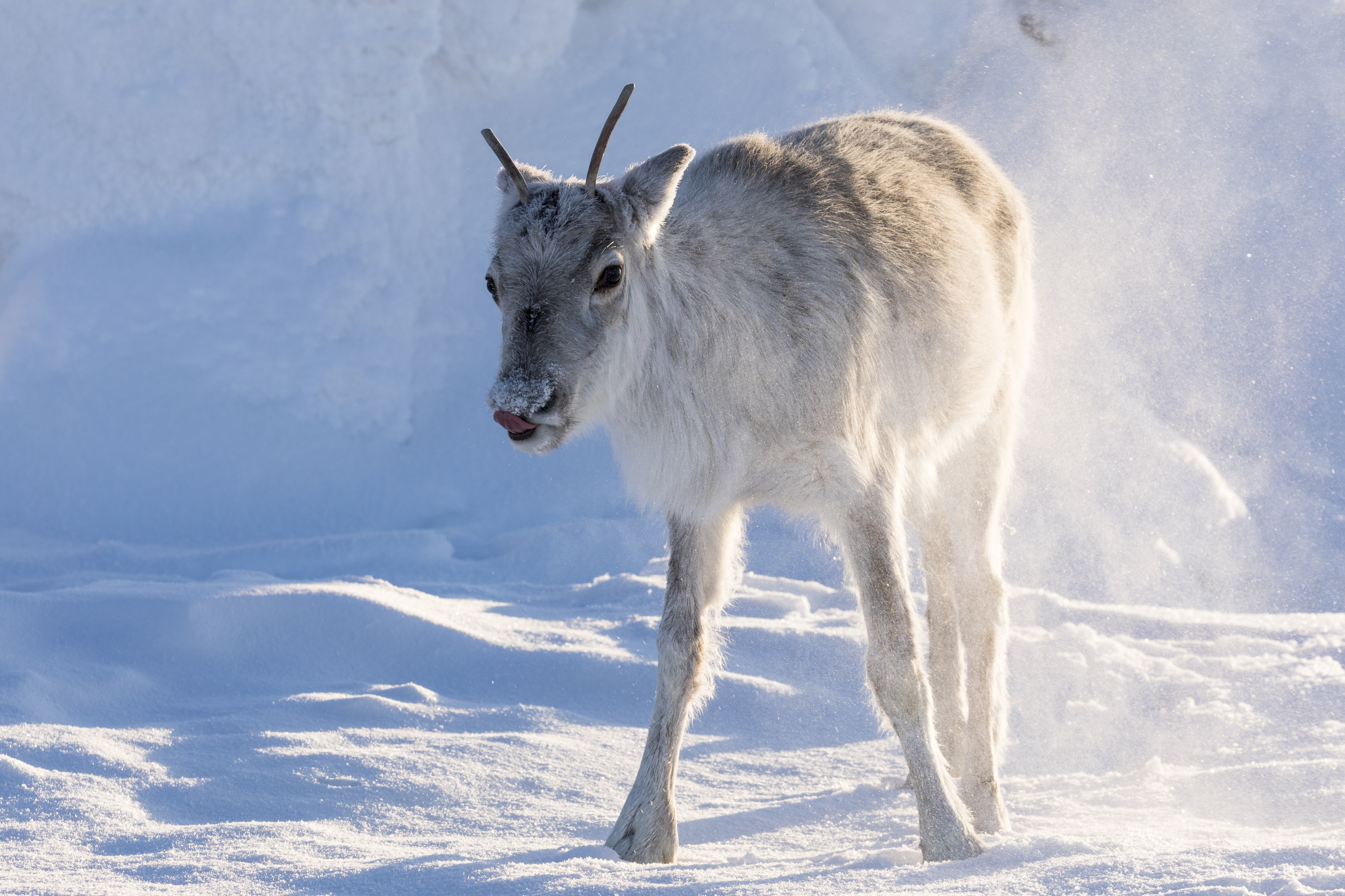 Aïlo : Une odyssée en laponie
