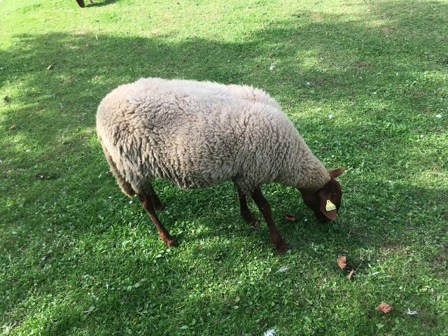ferme des Chanteraines