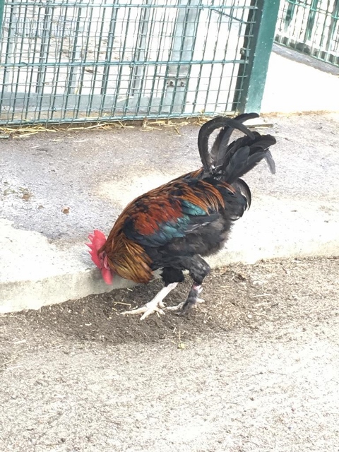 ferme des Chanteraines