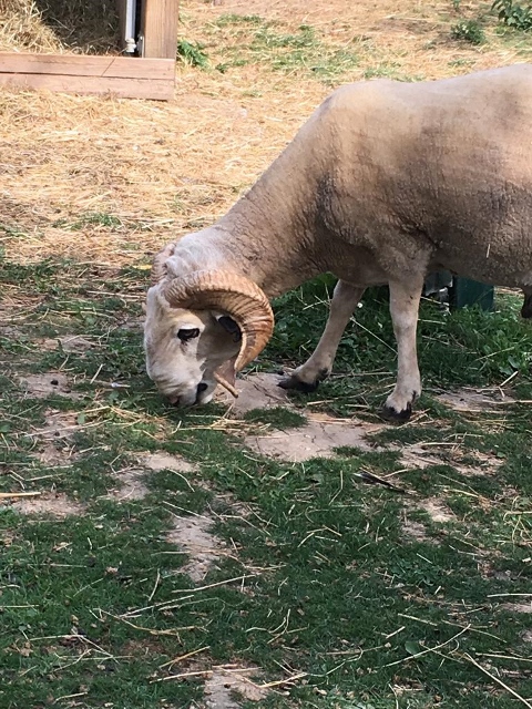 ferme des Chanteraines