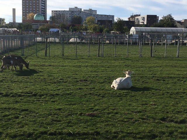 LA FERME OUVERTE Ferme urbaine de Saint Denis (17) 