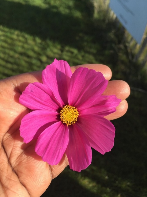 LA FERME OUVERTE Ferme urbaine de Saint Denis (17) 