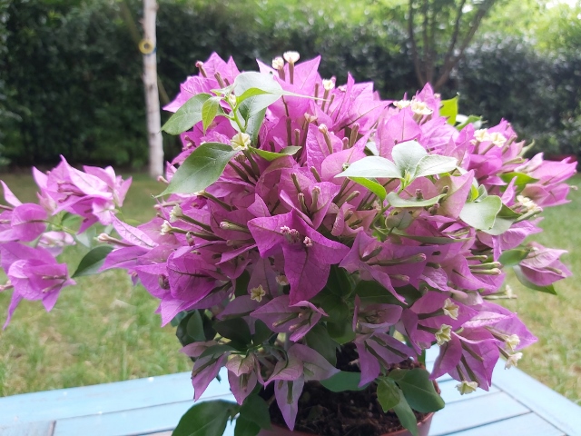 Livraison de fleurs à domicile