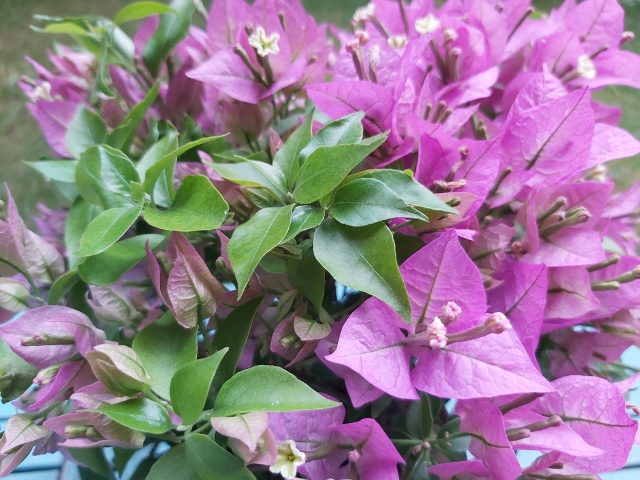 livraison de fleurs à domicile