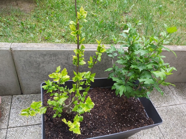 livraison de fleurs à domicile