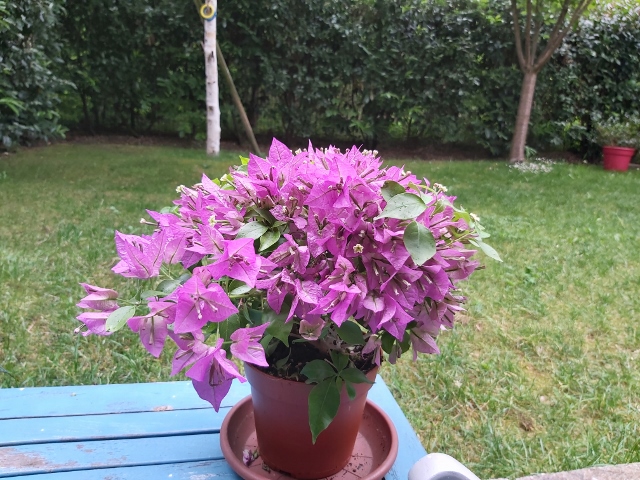 livraison de fleurs à domicile