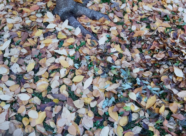 Mon jardin en automne