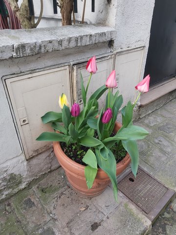 La villa des Tulipes