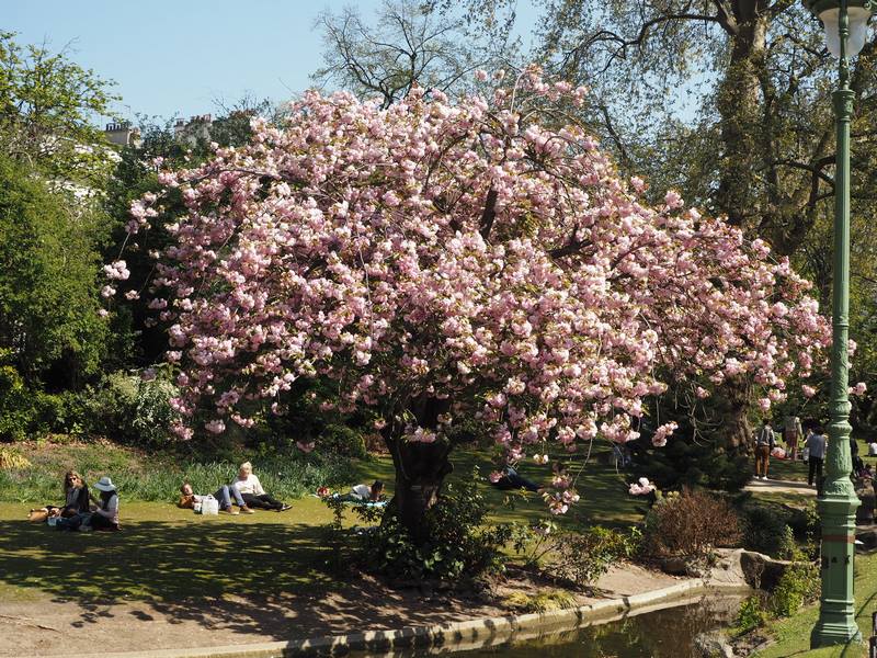 les cerisiers en fleurs à Paris