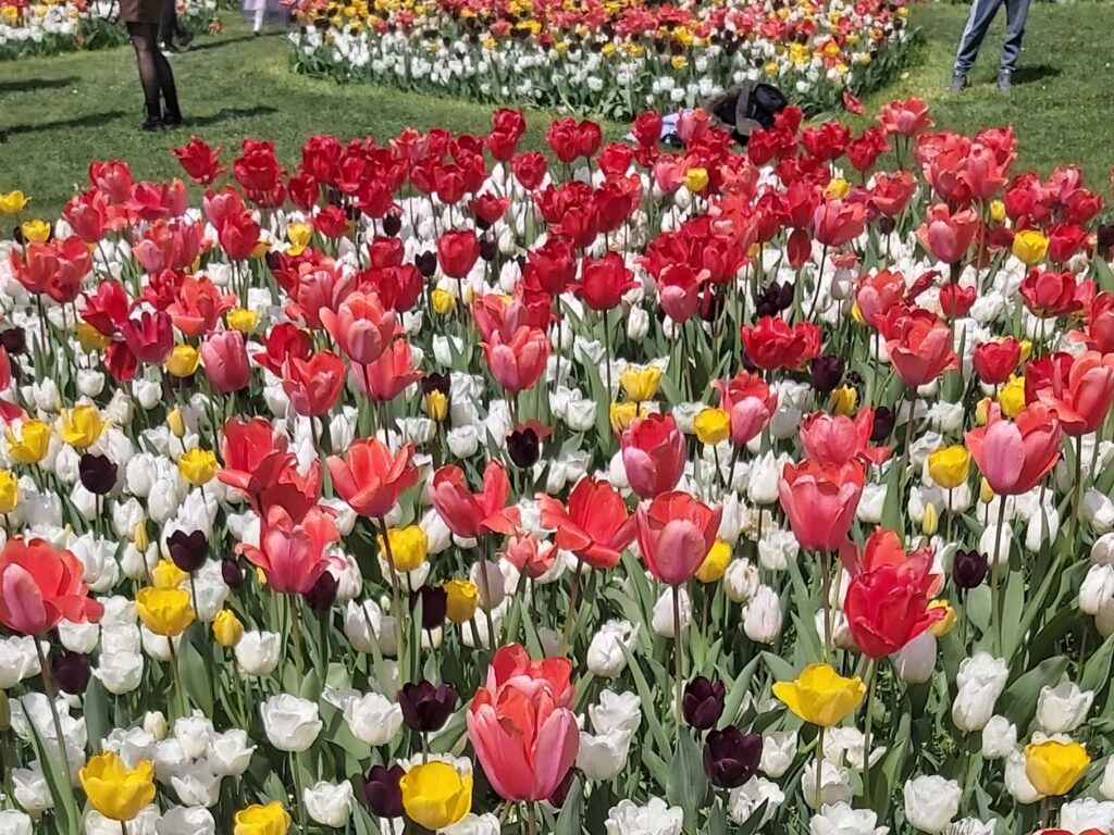 Fête des Tulipes