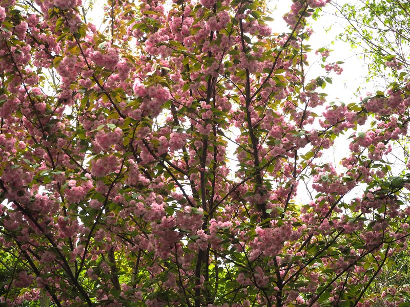 Hanami cerisier sakura