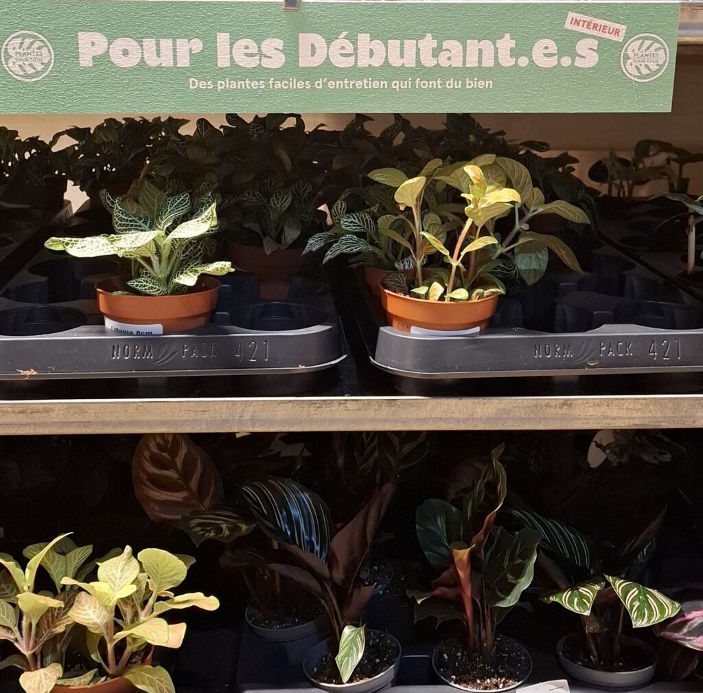 Grande vente de plantes by Plantes Pour Tous