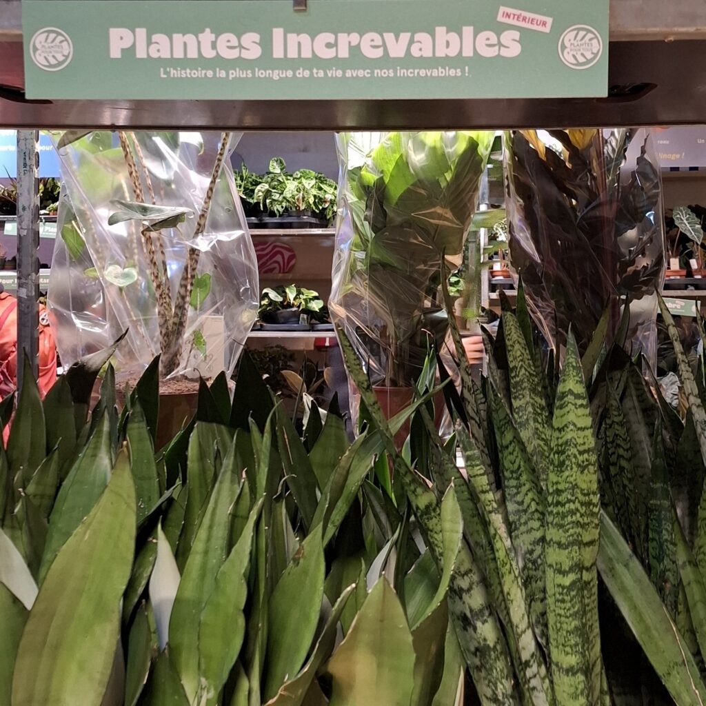Grande vente de plantes by Plantes Pour Tous