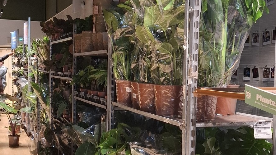 2025-09-27 Grande Vente de Plantes by Plantes Pour Tous