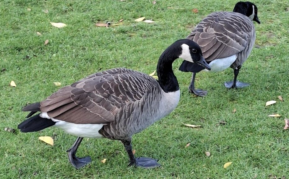 BERNACHE DU CANADA au Grand parc des Docks de Saint-Ouen