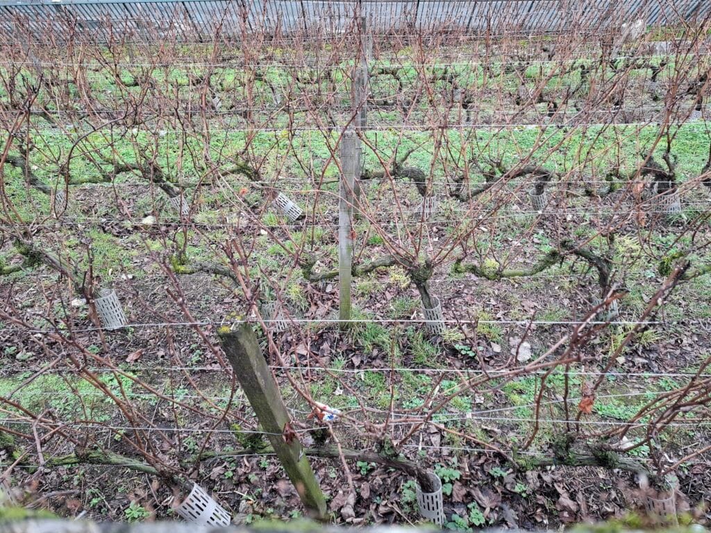 Les vignes de Saint-Ouen