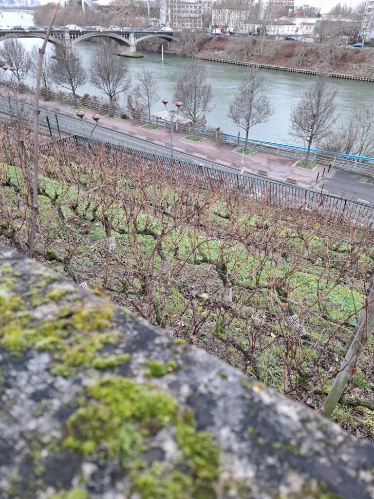 Les vignes de Saint-Ouen