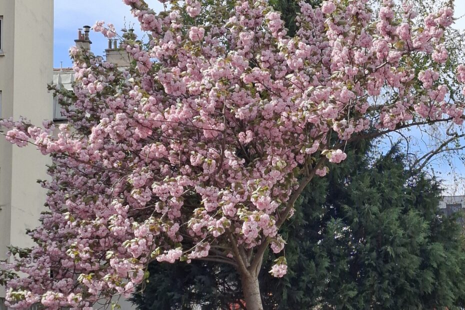 Cerisier en fleurs rue du Docteur Bauer à Saint-Ouen