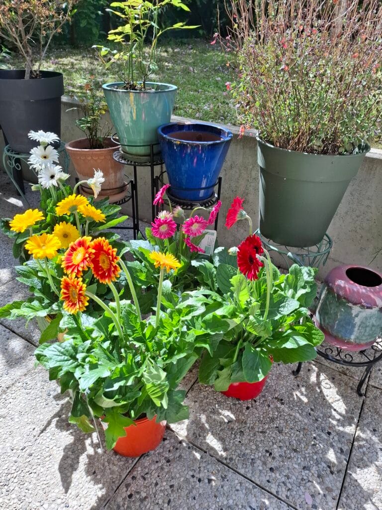 Grande Vente de Plantes by Plantes pour tous à Communale Saint-Ouen