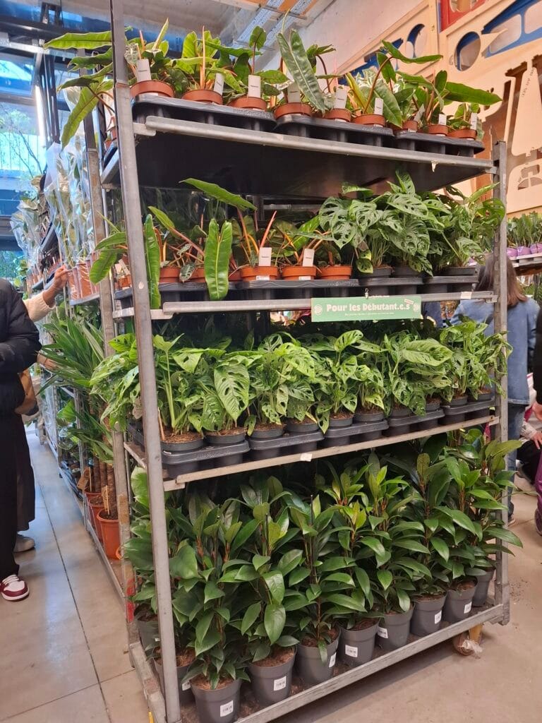 Grande Vente de Plantes by Plantes pour tous à Communale Saint-Ouen