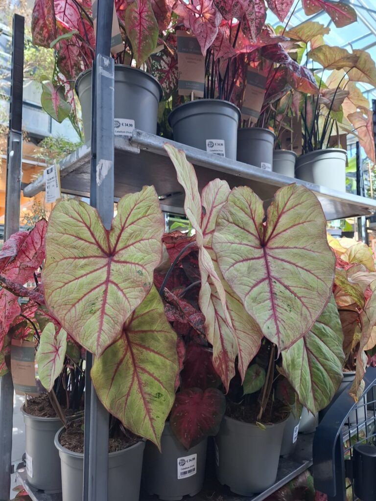 Grande Vente de Plantes by Plantes pour tous à Communale Saint-Ouen