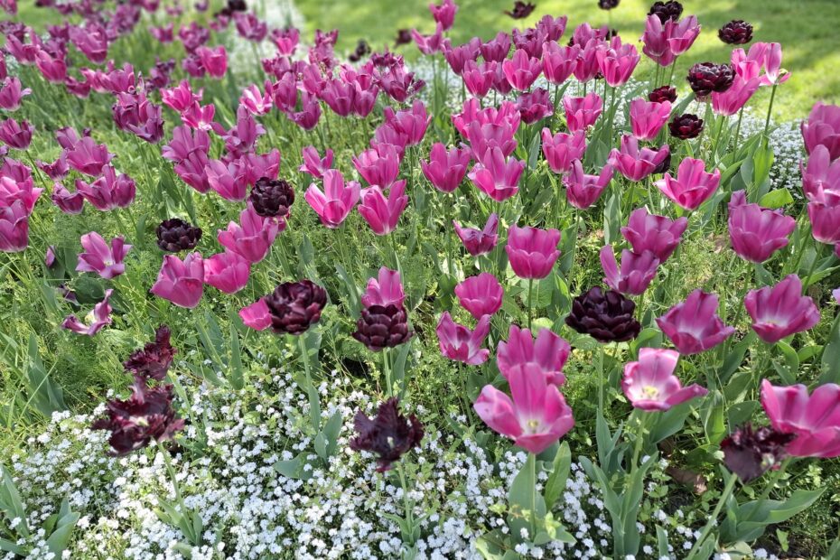 Fête des Tulipes 2026 à Saint-Denis