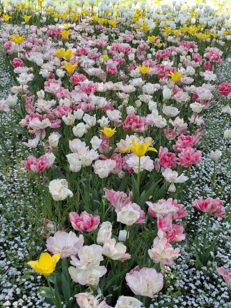 Fête des Tulipes 2026 à Saint-Denis