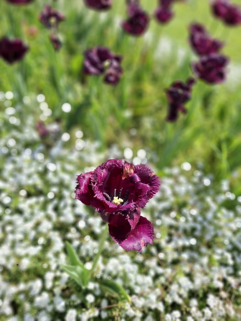 Fête des Tulipes 2026 à Saint-Denis