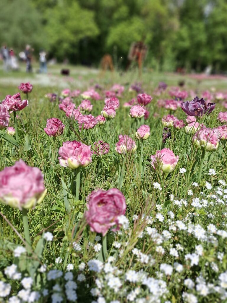 Fête des Tulipes 2026 à Saint-Denis