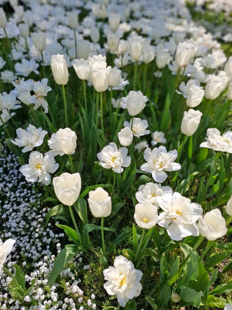 Fête des Tulipes 2026 à Saint-Denis
