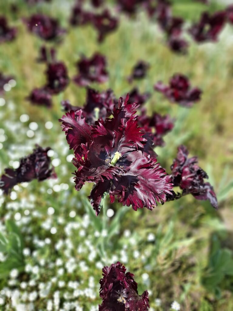 Fête des Tulipes 2026 à Saint-Denis
