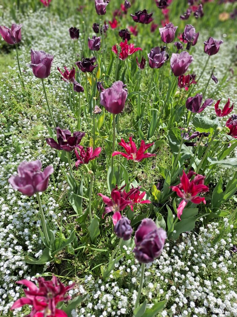 Fête des Tulipes 2026 à Saint-Denis